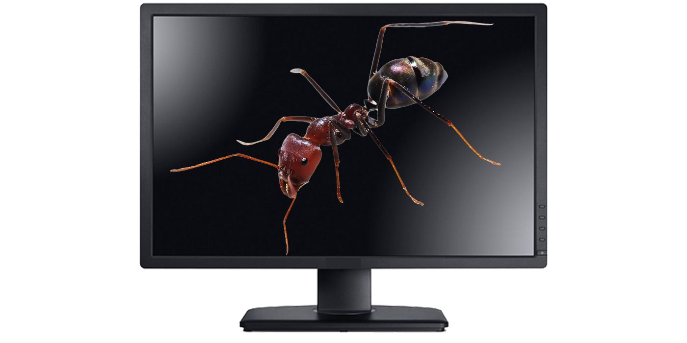 Ant over a monitor