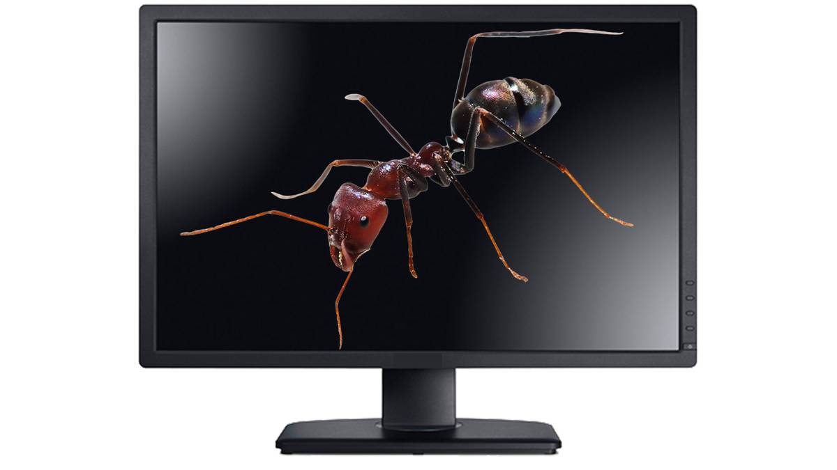 Ant over a monitor