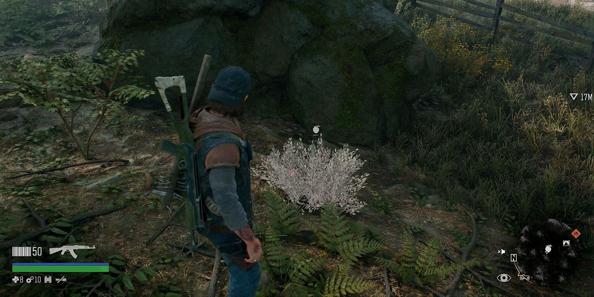 deacon looking at plants