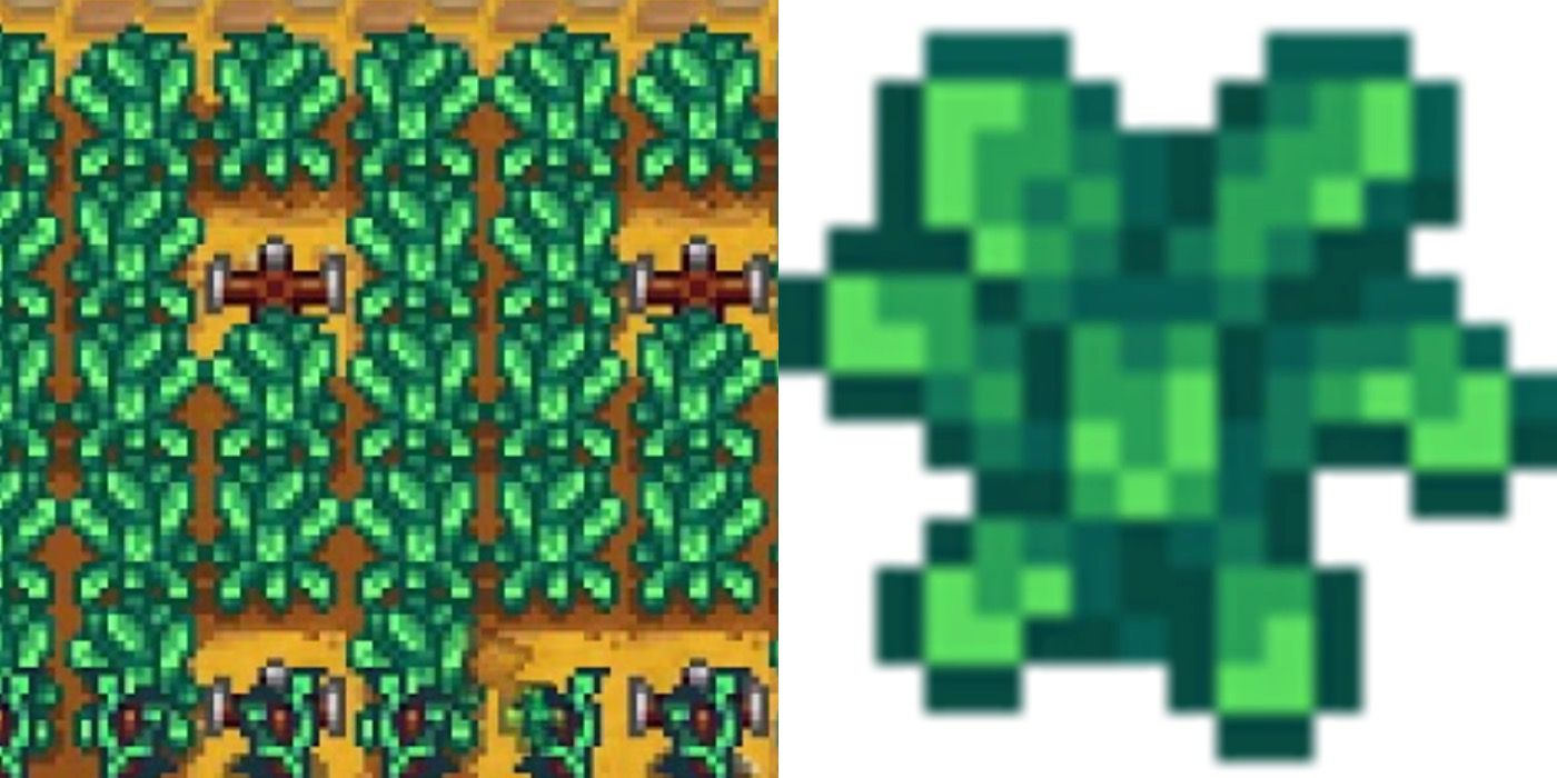 kale in Stardew Valley