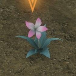 nier replicant pink moonflower