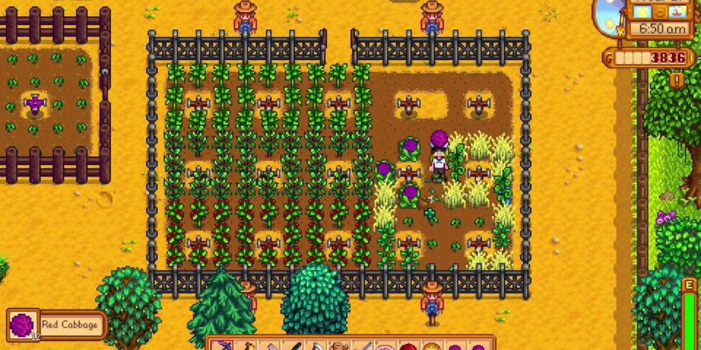 stardew red cabbage farm with wheat fenced off from rest of farm