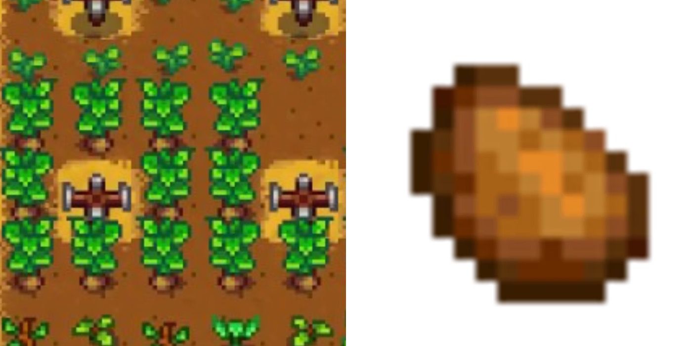 potatoes in Stardew Valley