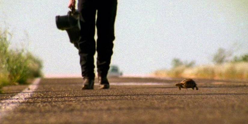 Wandering into town carrying a guitar case, El Mariachi passes a turtle.