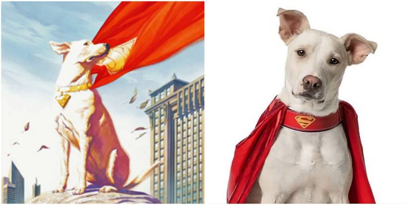 A Split Image Of Krypto's Breed