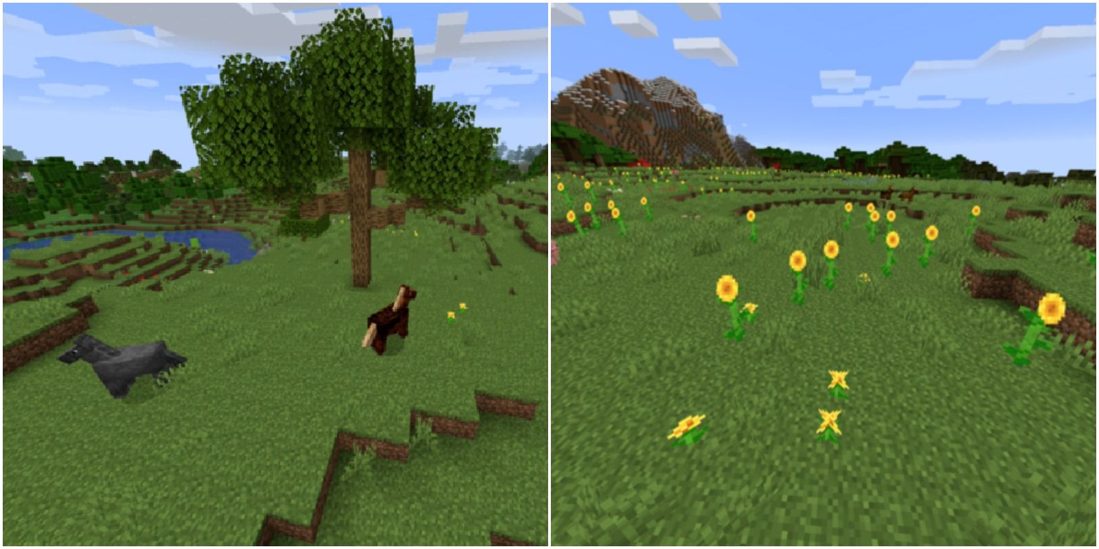 plains with horses, oak trees, and sunflowers.