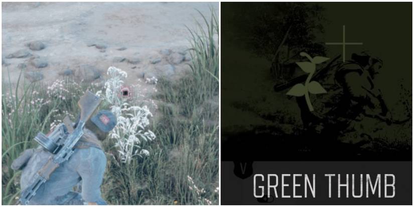 days gone gathering plants