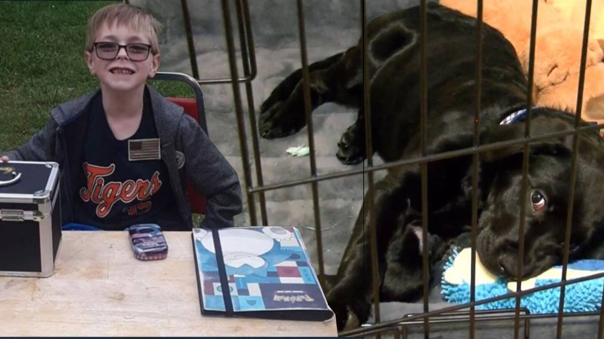 pokemon tcg card collection sells puppy surgery