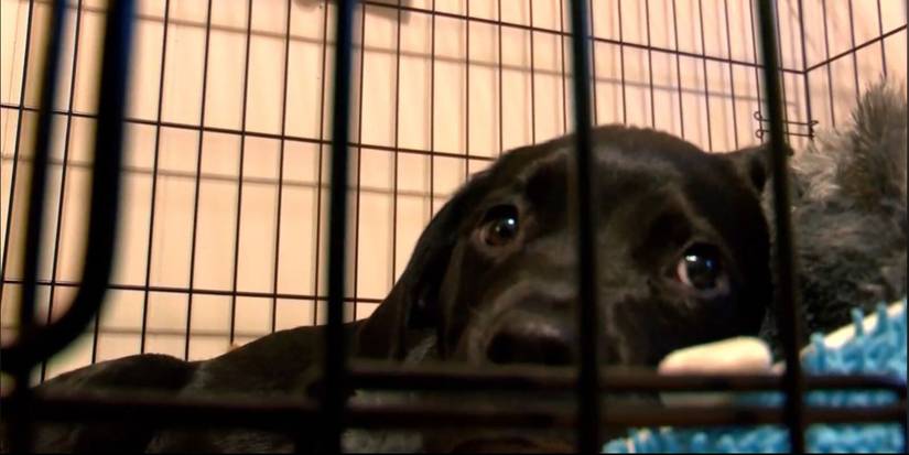 pokemon tcg puppy surgery card collection