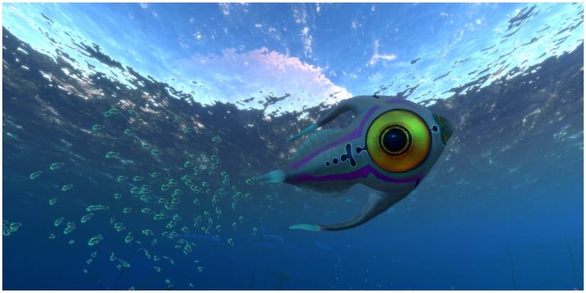 fish with big yellow eye.