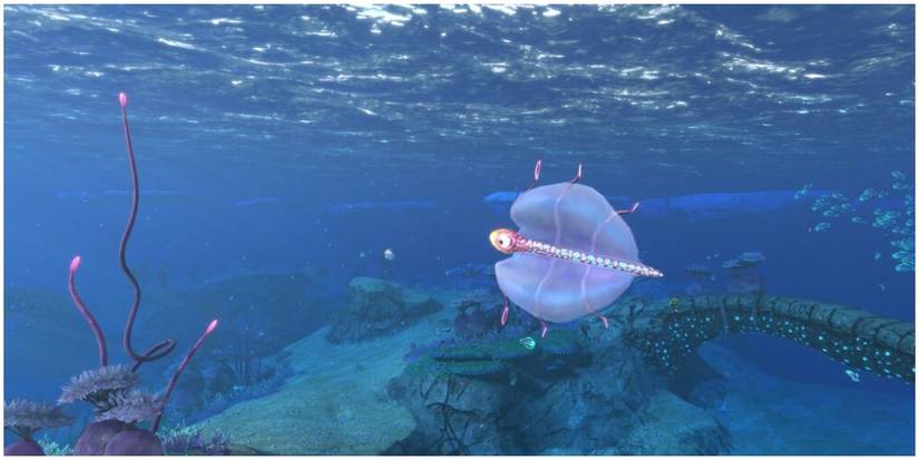 fish with large air pockets in their body.