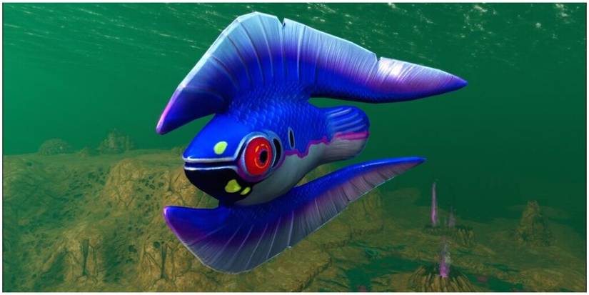purple fish with feathery fins.