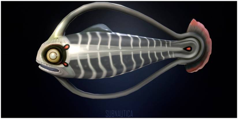 fish that look skeletal but are not.