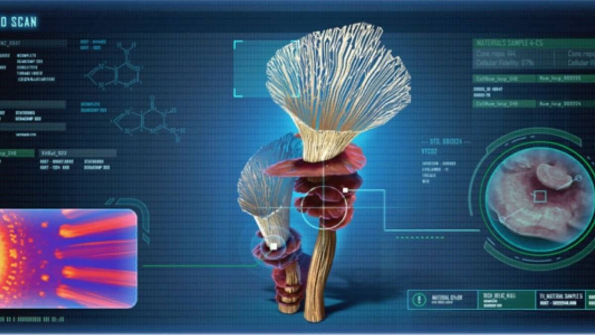 Below Zero Spiral Plant locations and uses