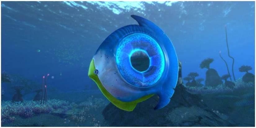 big ring-shaped fish with an air pocket in the middle.