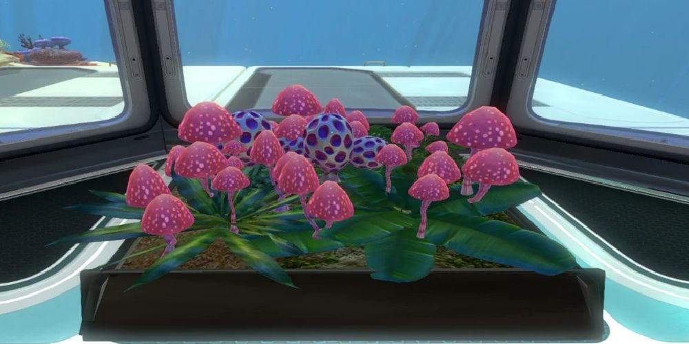 planter with some pink mushroom-like vegetation.