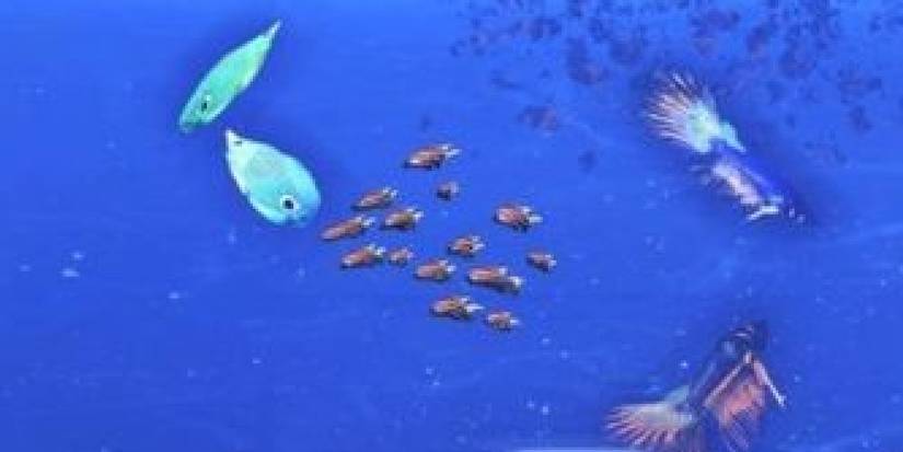 Themisis Fish Mass Effect Fish Tank Guide