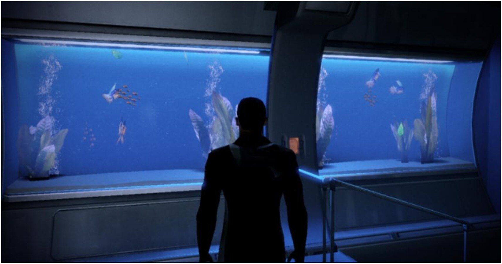 Shepard staring at fish tank.