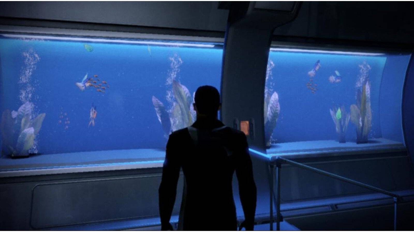 Shepard staring at fish tank.