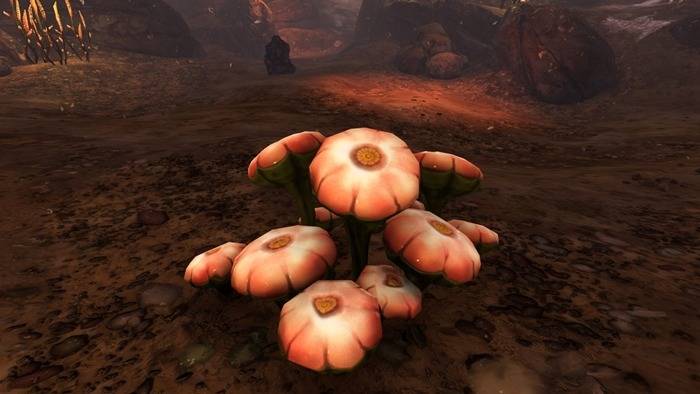 How to get Young Cotton Anemone