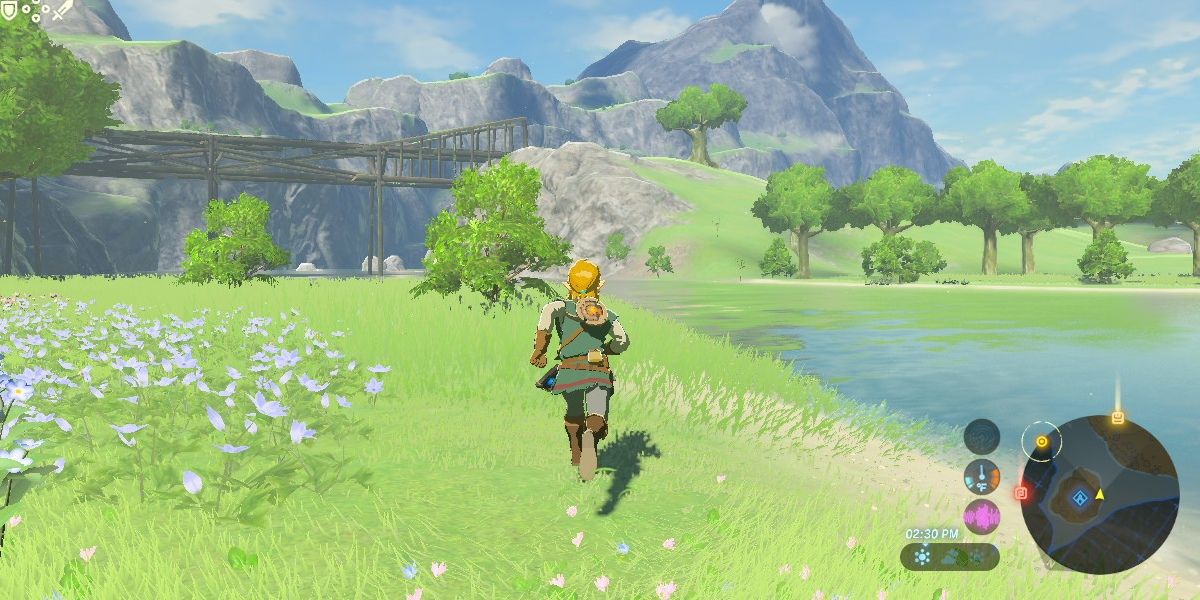 Link running in a field by water.