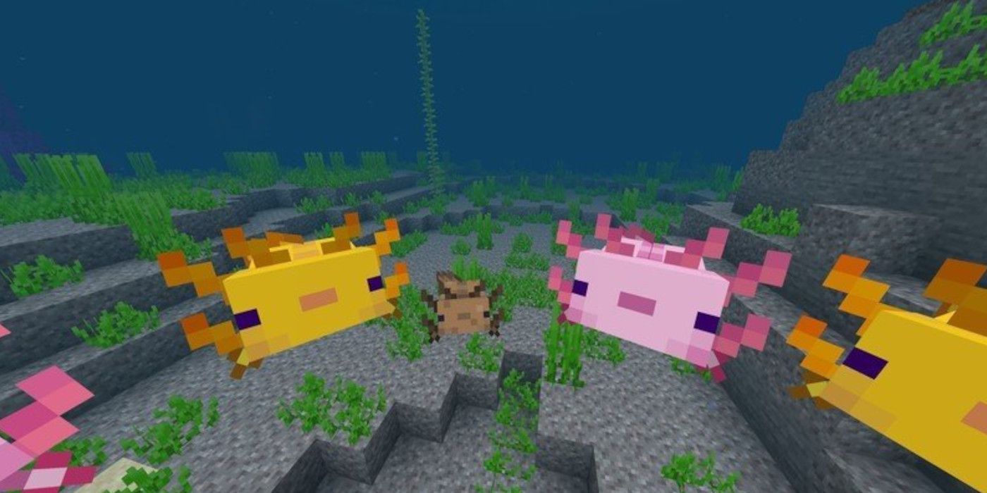 Breeding Axolotl in Minecraft