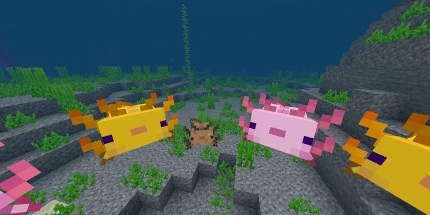 Minecraft How To Breed Axolotl