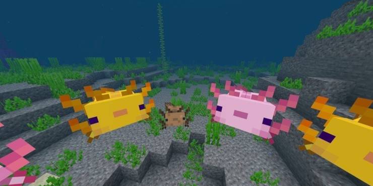 Minecraft How To Breed Axolotl Game Rant Minecraft How To Breed Axolotl Game Rant