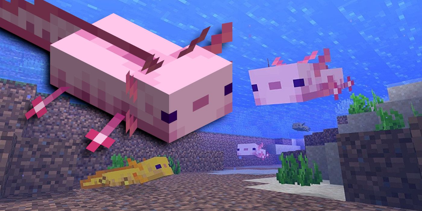 Breeding Axolotl in Minecraft