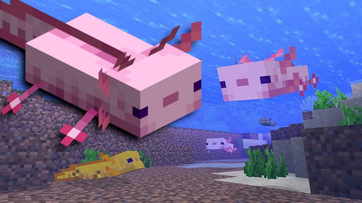 Breeding Axolotl in Minecraft