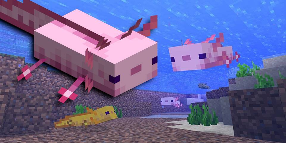 Minecraft How To Breed Axolotl Minecraft How To Breed Axolotl