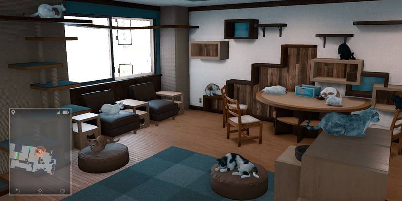 Judgment Hotel For Cats