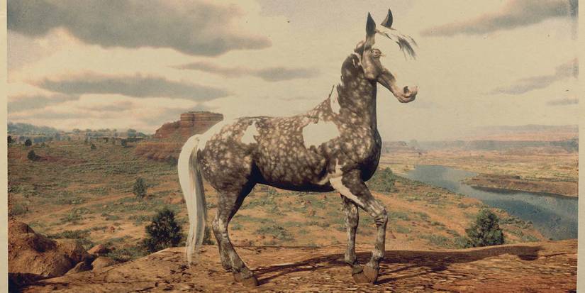 Missouri Fox Trotter RD2