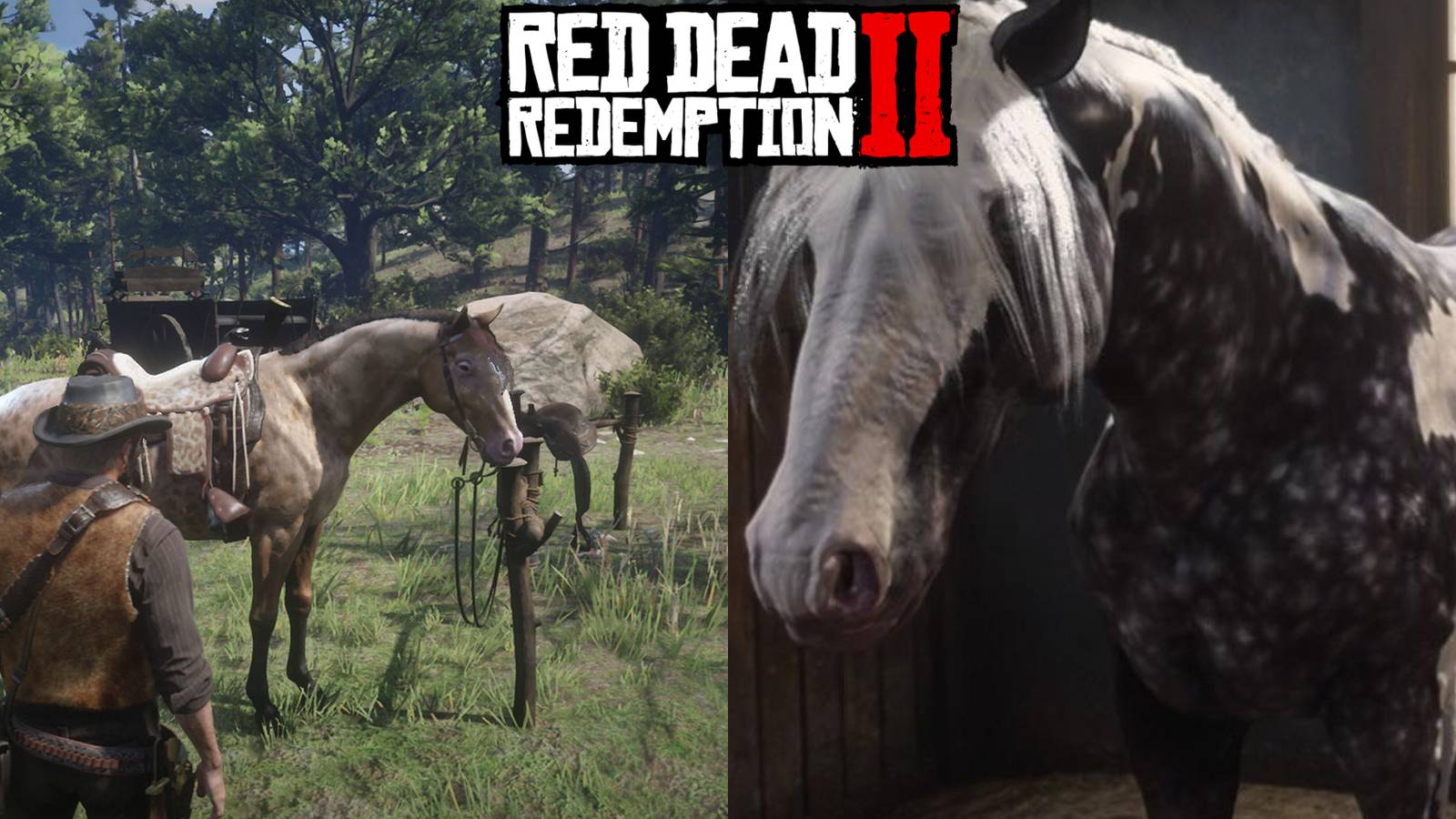 Red Dead Redemption 2: How To Get A Missouri Fox Trotter Horse