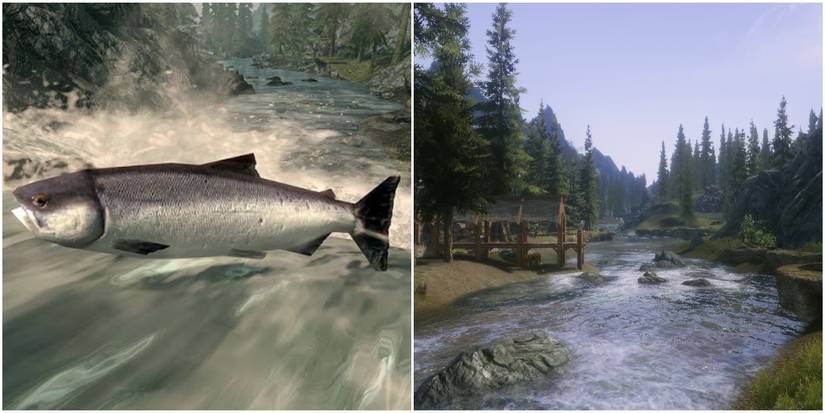 A Split Image Of Salmon