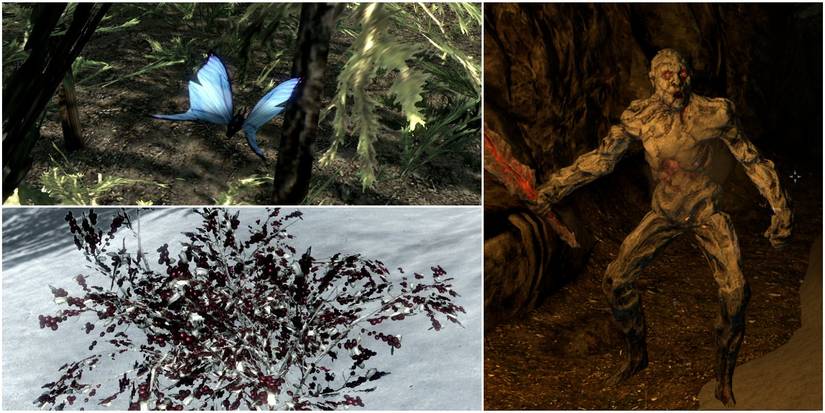 Blue butterflu (top left), snowberries (bottom left), ash spawn (right)