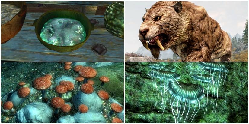 Clockwise from top left: spriggan sap, sabre cat, blisterwort patch, glowing mushrooms