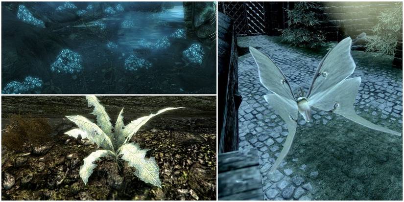 Chaurus eggs (top left), Nirnroot (bottom left), Luna moth (right)