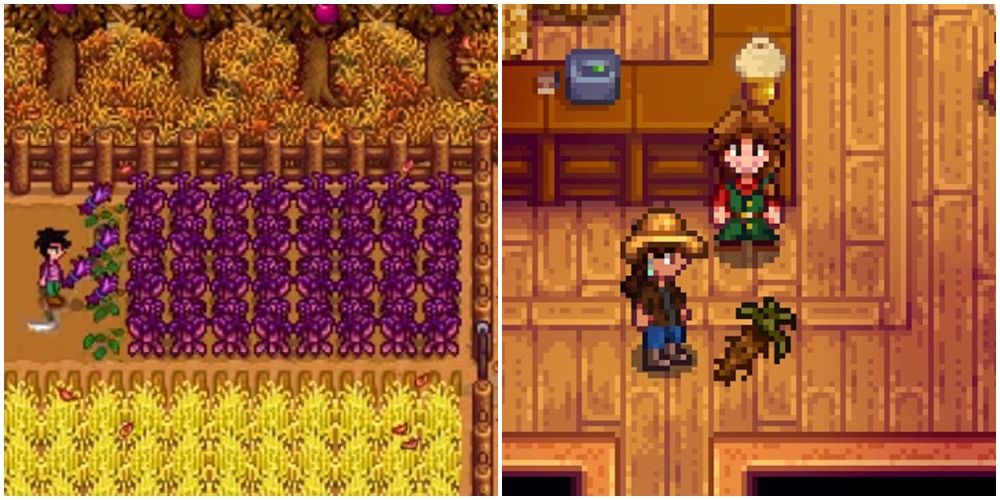 Left: Field of amaranth; right: player giving marnie a cave carrot