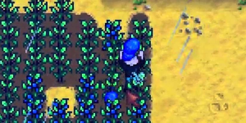 Farming picking blueberries.