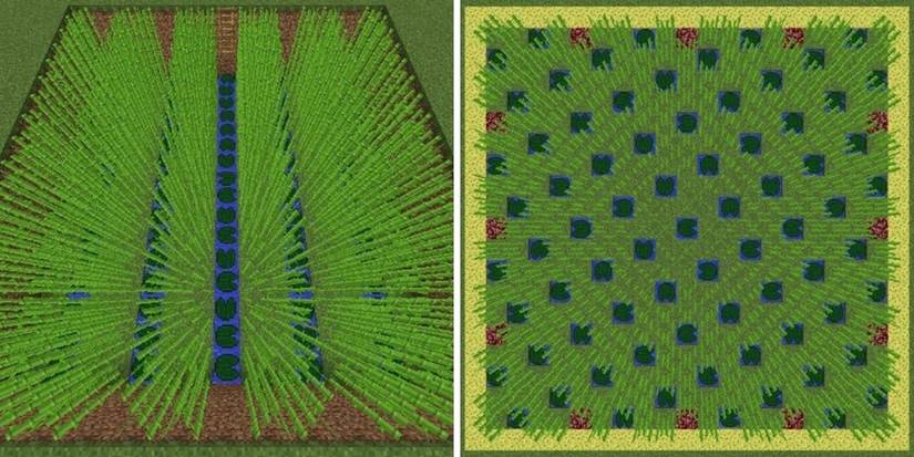 How to farm Sugarcane