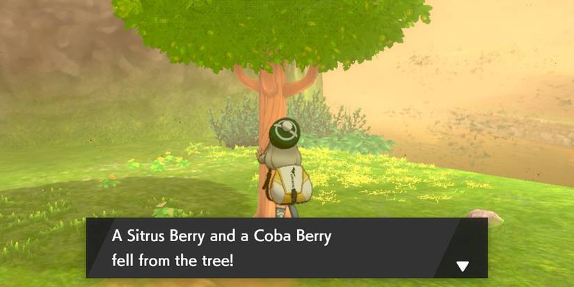 Shaking a berry tree.