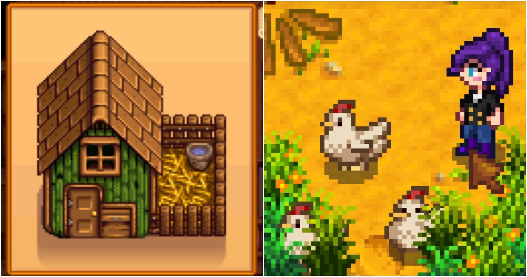 Split image of coop and farmer with chickens.