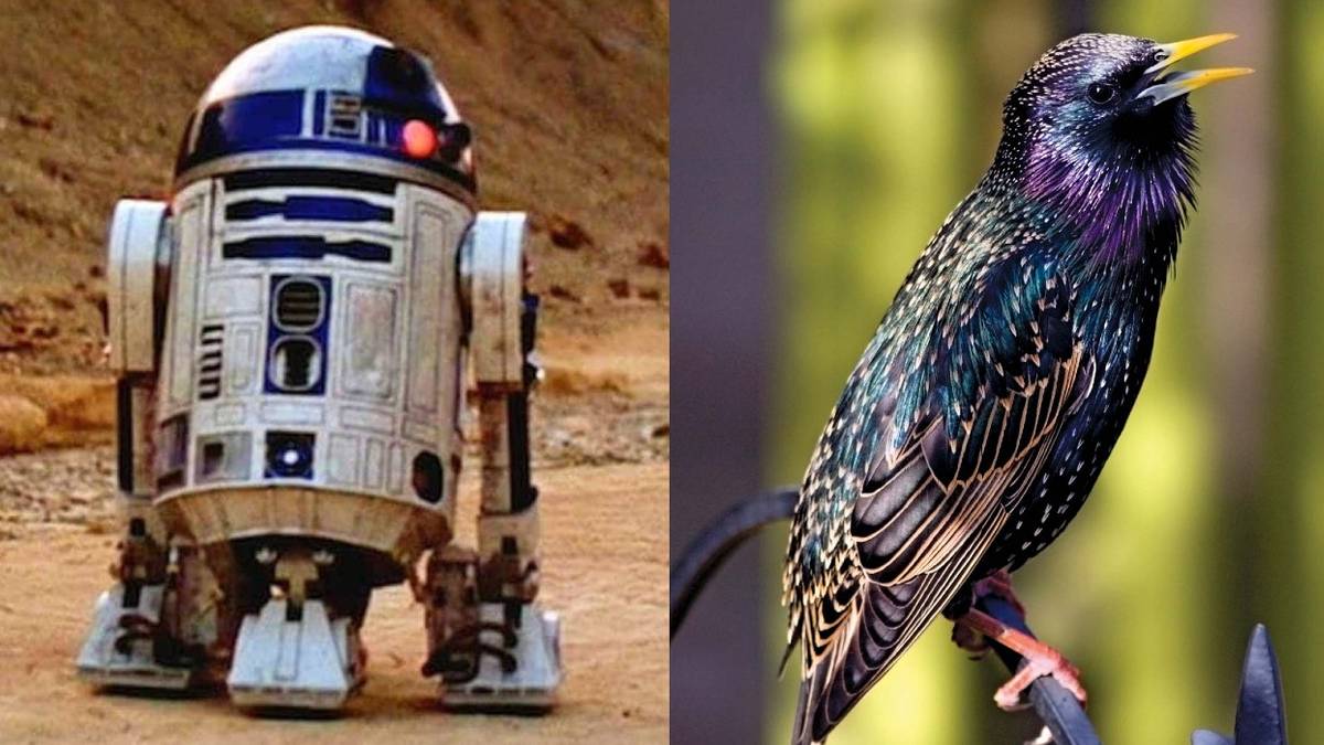 Star Wars R2-D2 bird starling