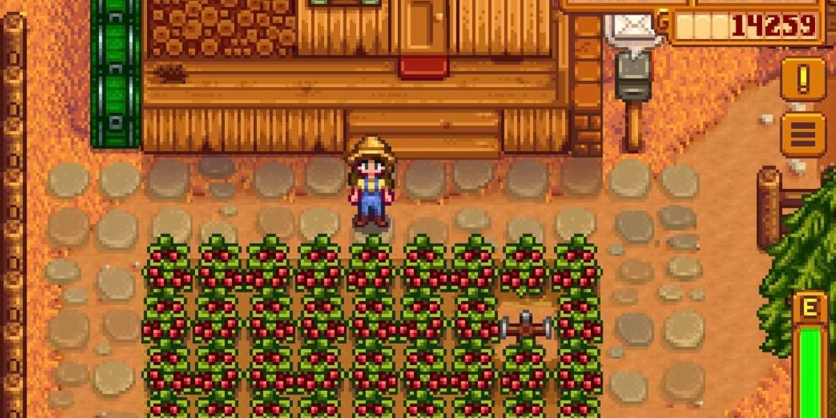 Stardew Valley Farmer in front of cranberry field.
