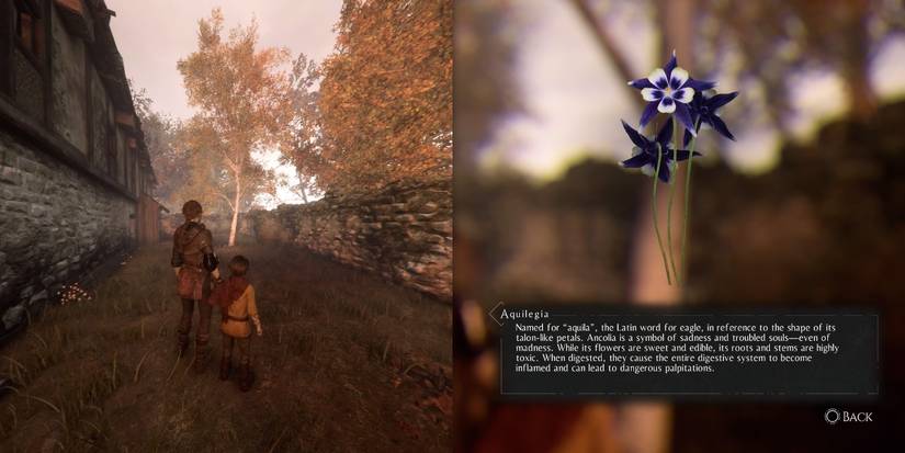 Aquilega, among the herbs for Hugo's Herbarium in A Plague of Innocence