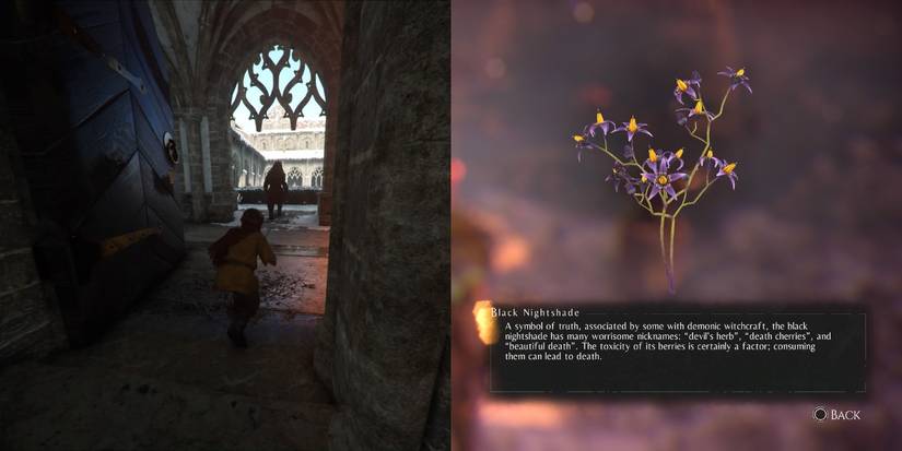 Black Nightshade, among the herbs for Hugo's Herbarium in A Plague of Innocence