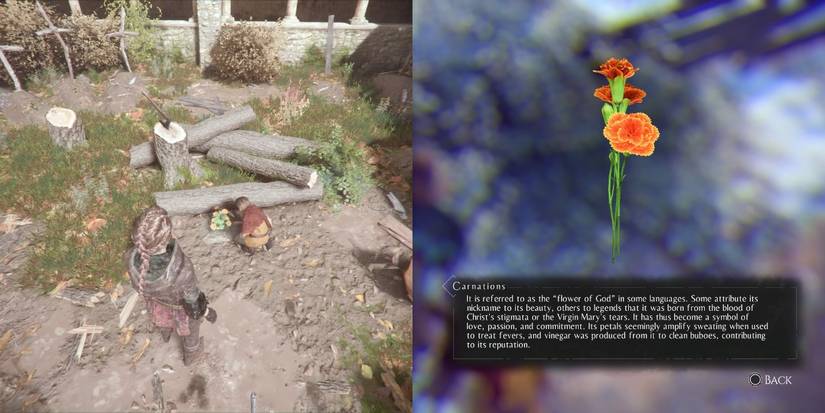 Carnations, among the herbs for Hugo's Herbarium in A Plague of Innocence