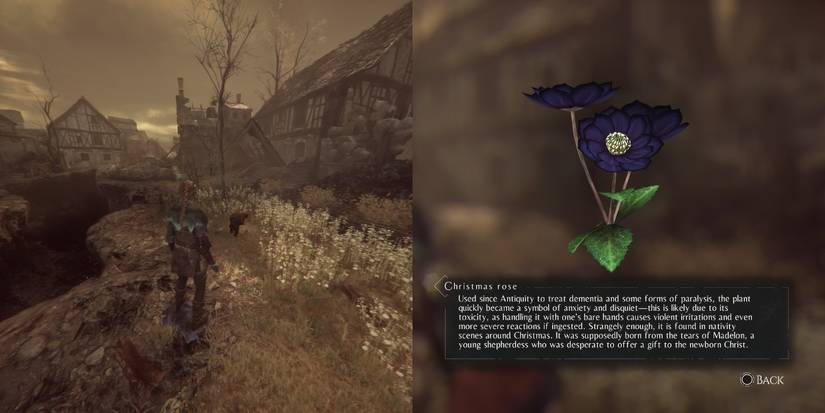 Christmas Rose, among the herbs for Hugo's Herbarium in A Plague of Innocence