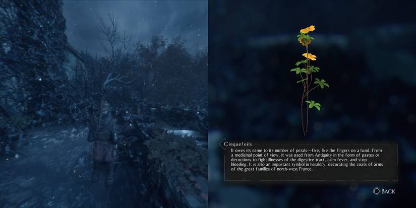 Cinquefoil, among the herbs for Hugo's Herbarium in A Plague of Innocence